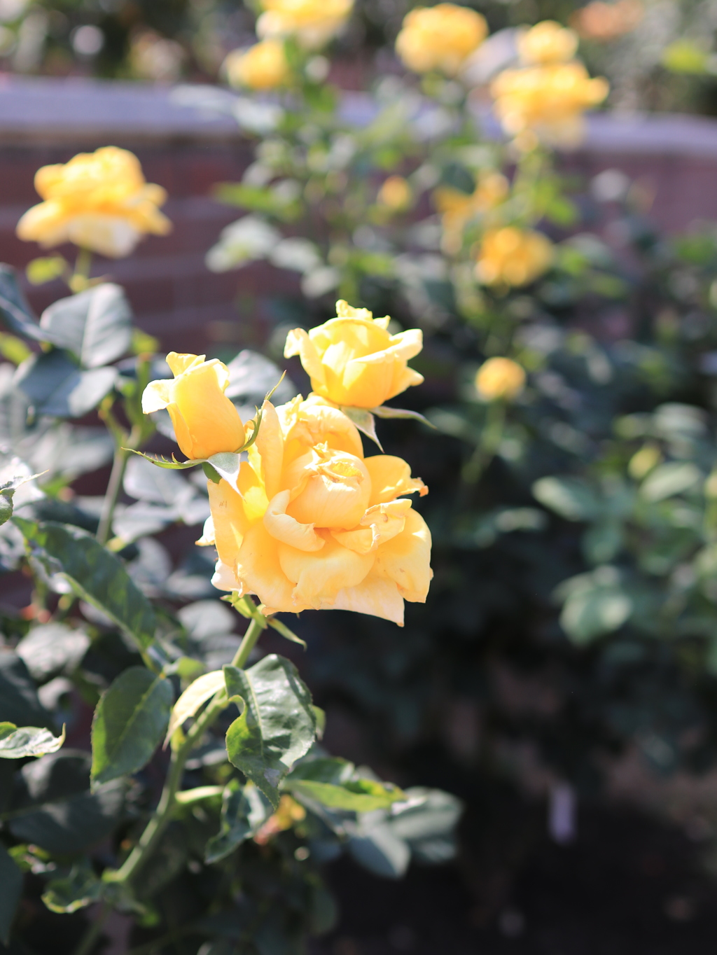 Yellow Rose