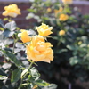 Yellow Rose