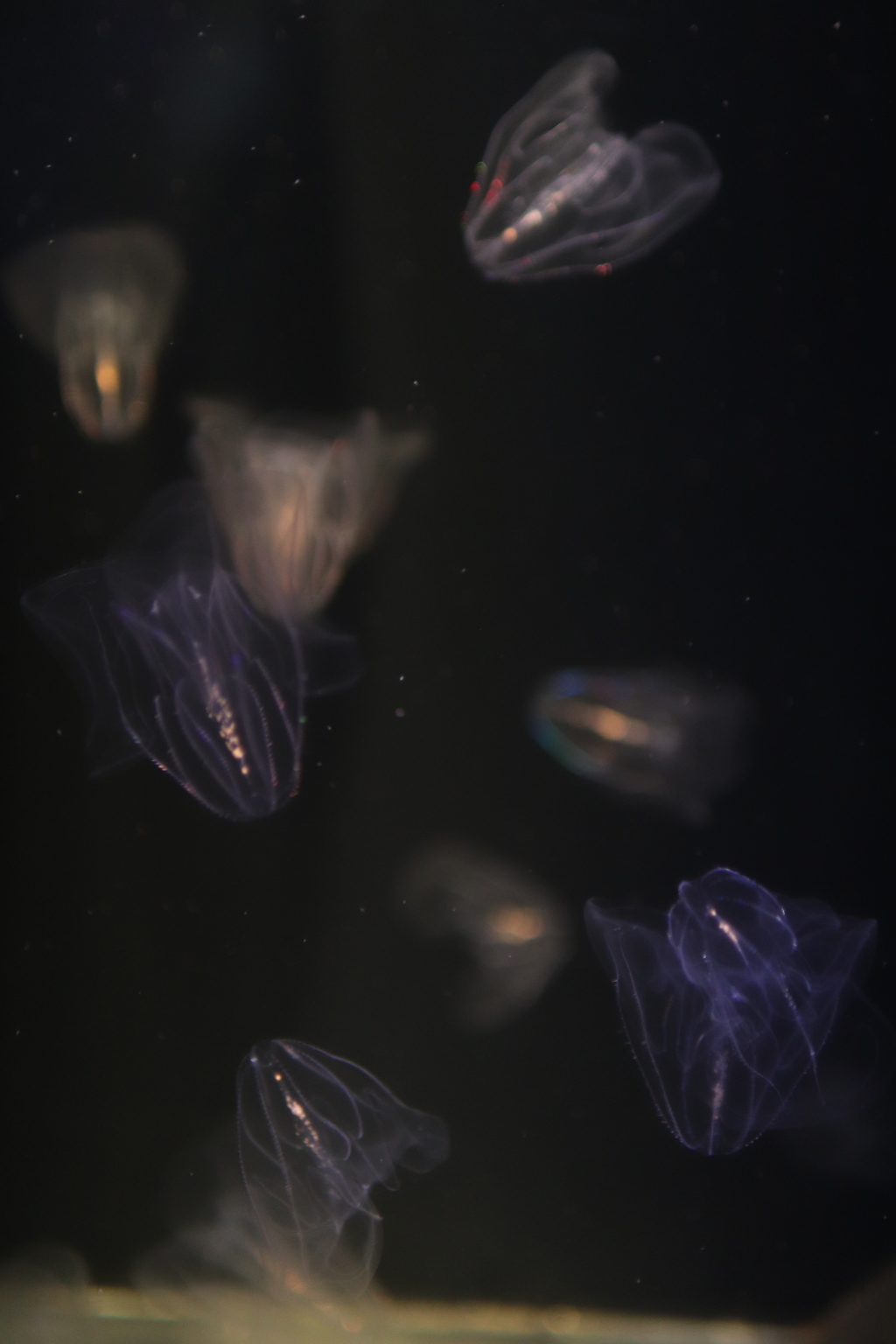 jellyfish_4