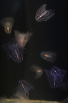 jellyfish_4