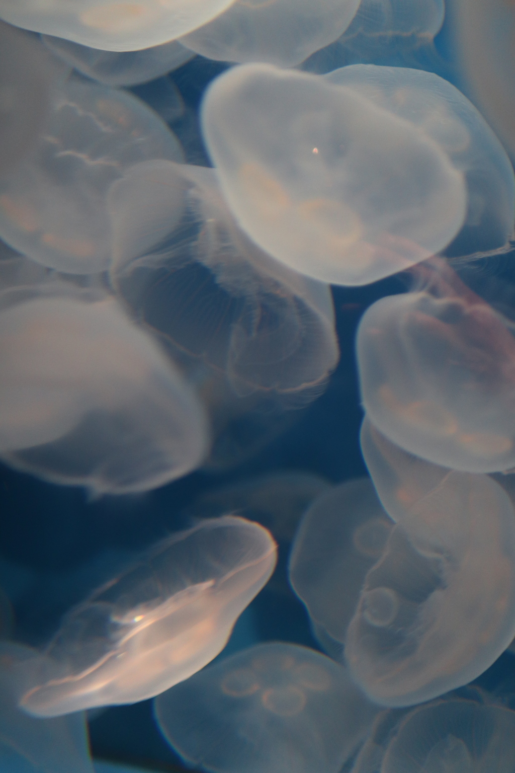 jellyfish_2