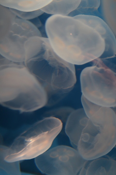jellyfish_2