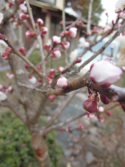 DSCN0034