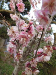 DSCN0039