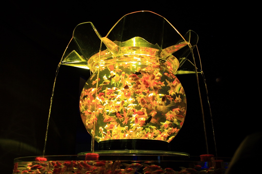でっかい金魚鉢