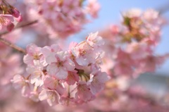 河津桜