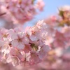 河津桜