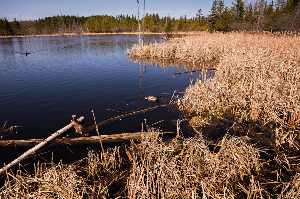 wetland