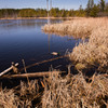 wetland