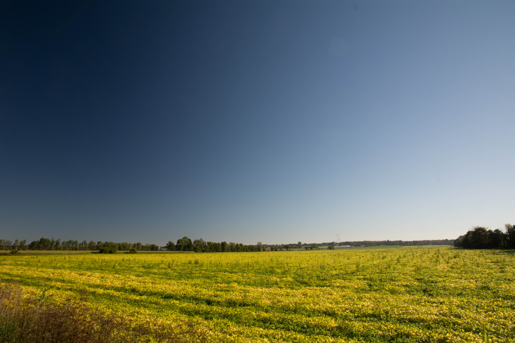 ある朝、金色に光っていた畑