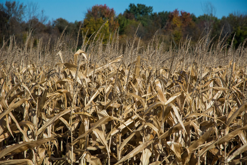 stalks