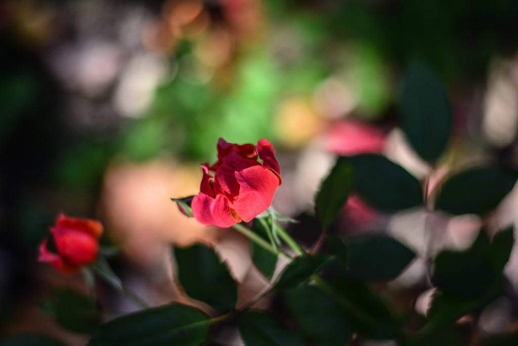 最後の薔薇