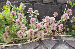 道端の花