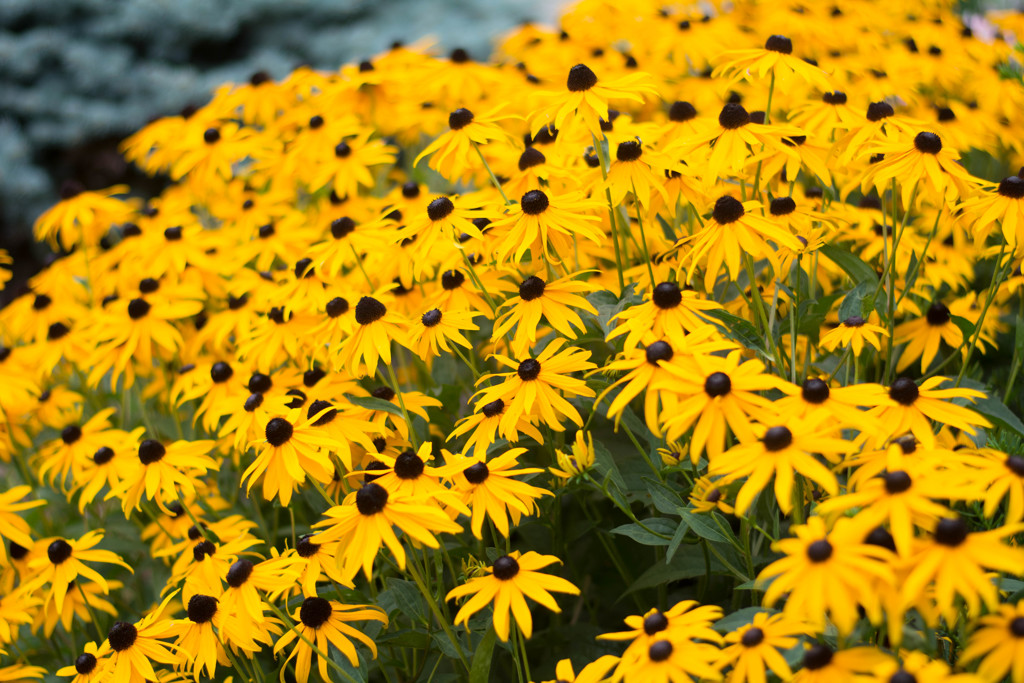 black-eyed susan 
