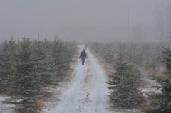 tree farm 