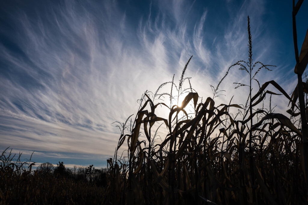 corn maze