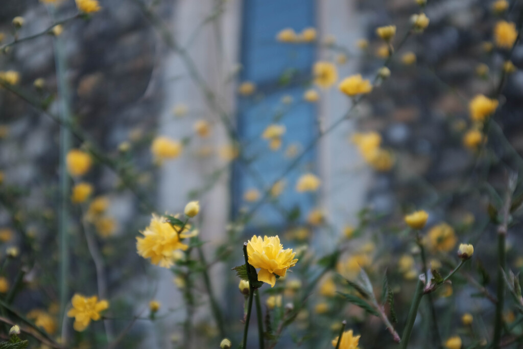 教会の薔薇