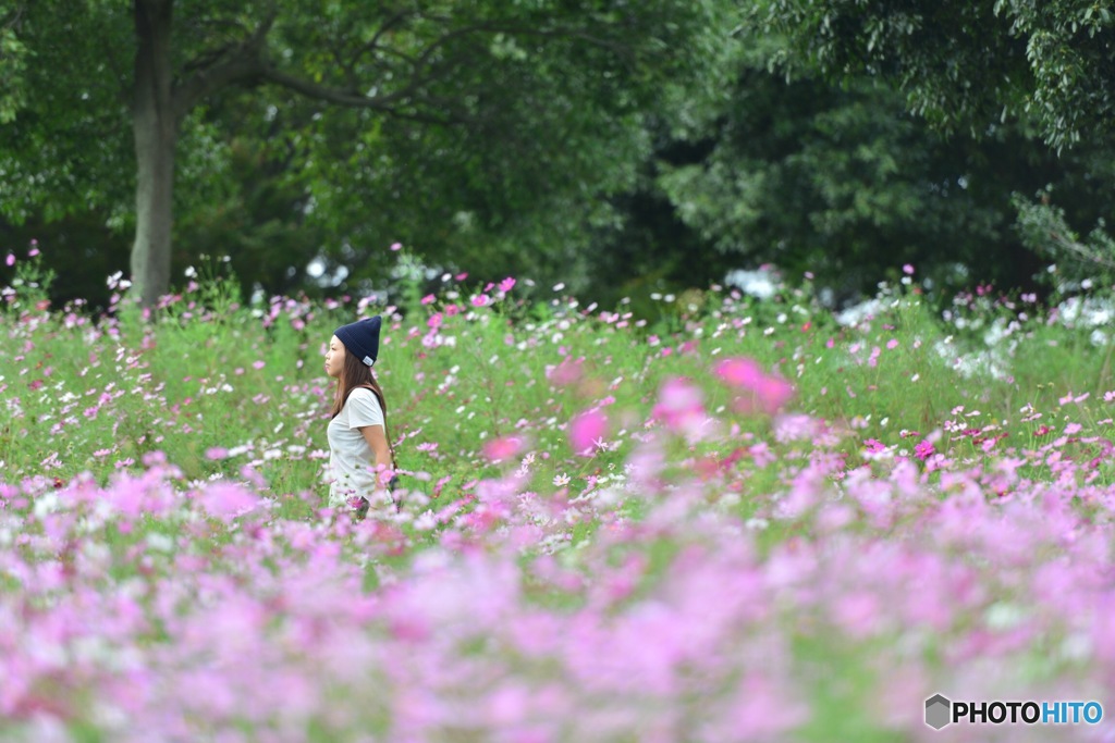 秋の桜に囲まれて