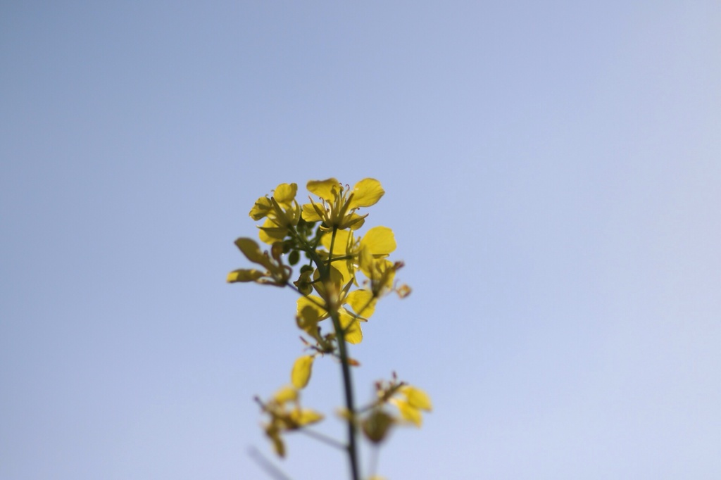 菜の花と空