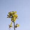 菜の花と空