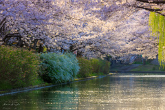 伏見にて