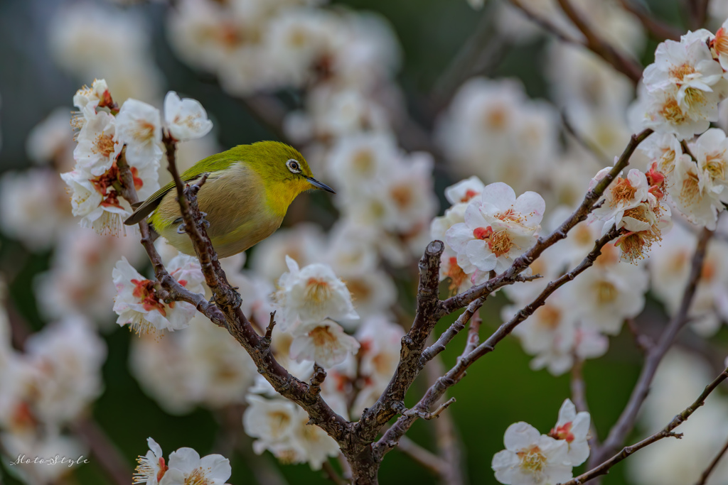 春の訪れ