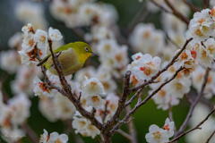 春の訪れ
