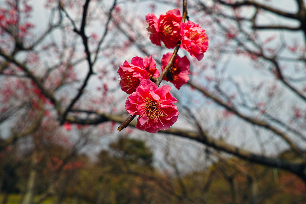 梅花