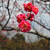 梅花