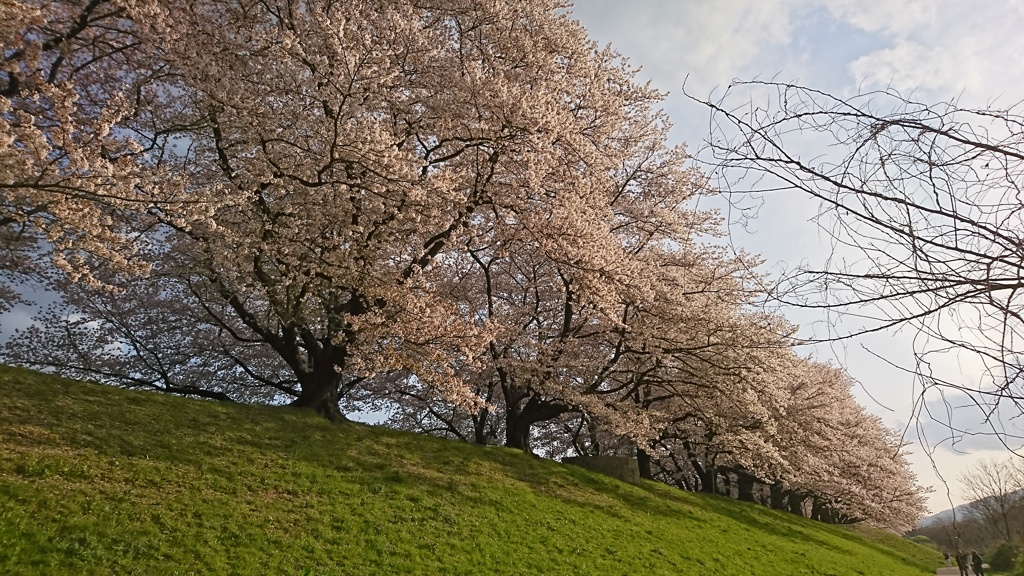 背割の桜2