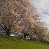 背割の桜2