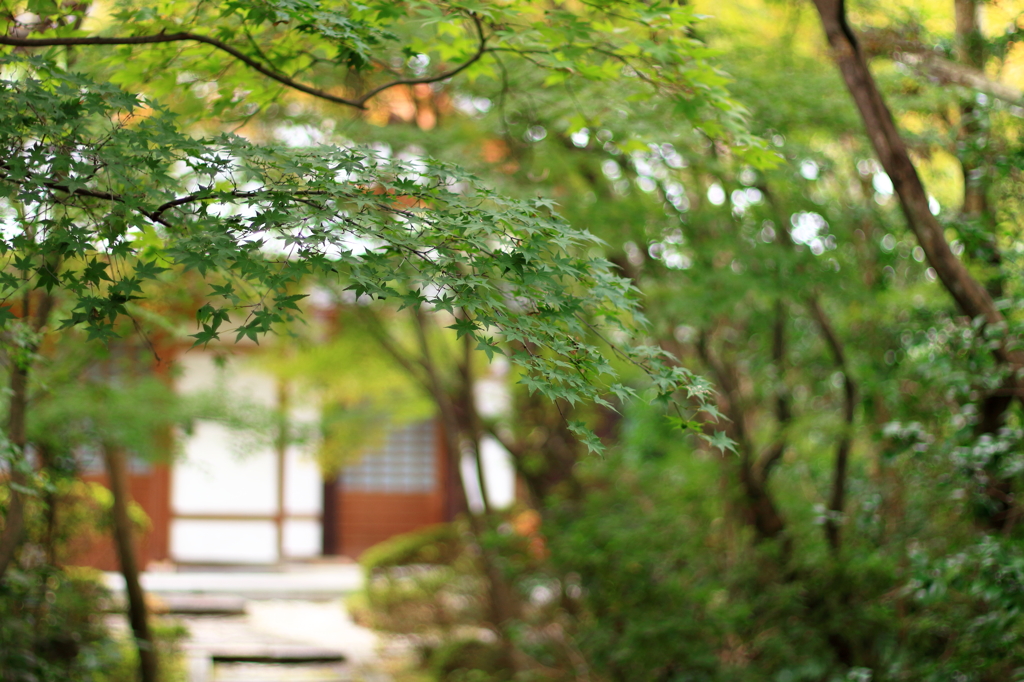 紅葉が楽しみな場所