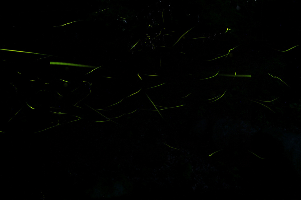 まるで乱舞の様に