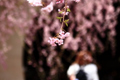 枝垂桜