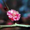 開花