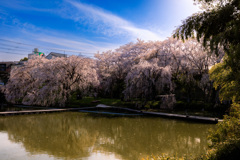 釣り堀に咲く枝垂れ桜