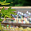 夏の風物詩
