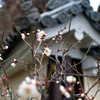 西山光明寺にて