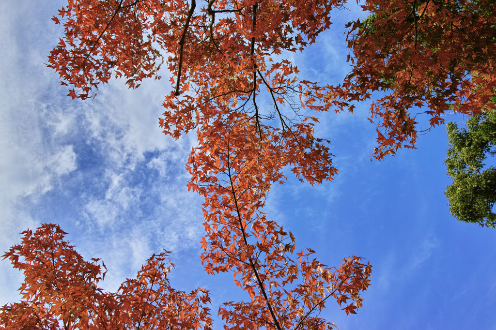 空の紅葉