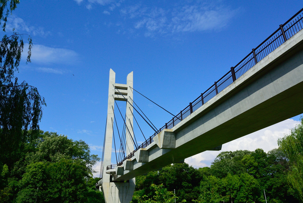 公園をつなぐ橋