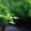 青紅葉
