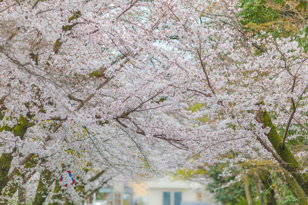 桜の参道3
