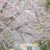 桜の参道3