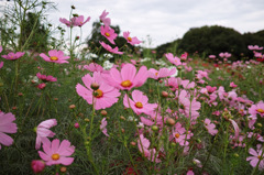 コスモス