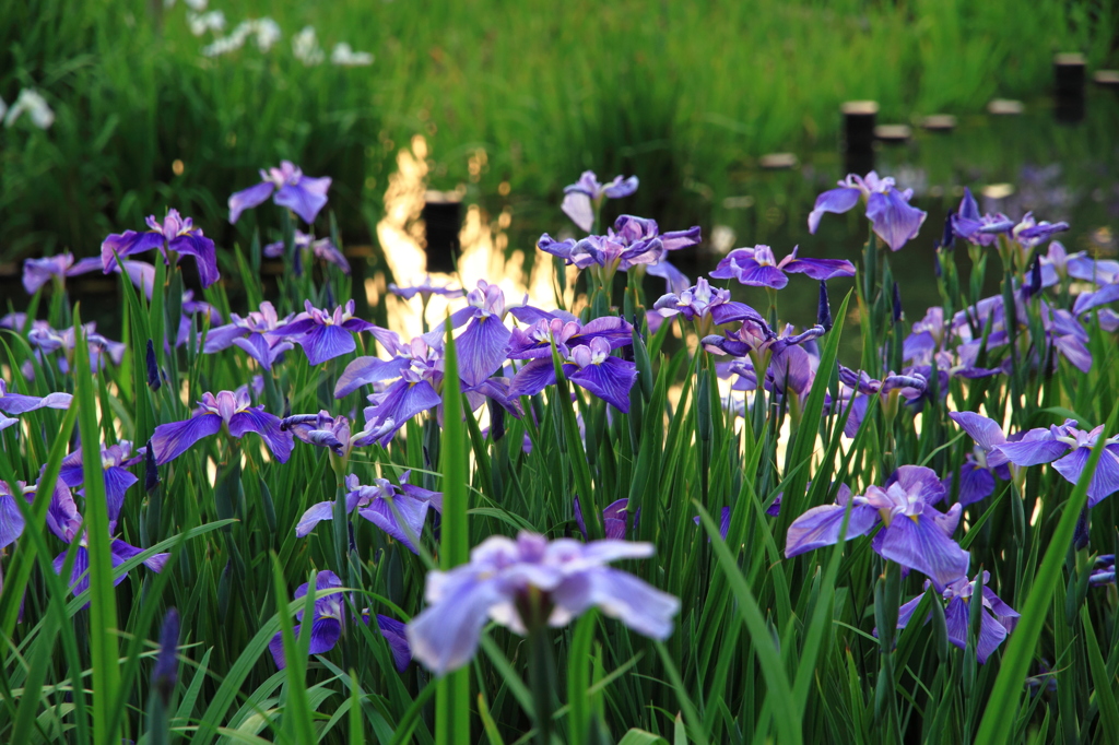 暮れ初める菖蒲園