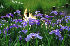 暮れ初める菖蒲園