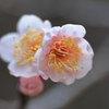 開花