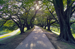 道
