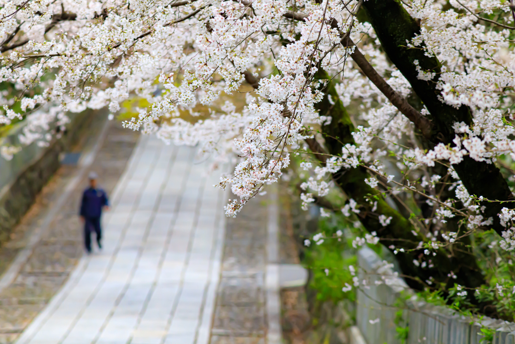 桜の参道2