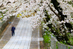 桜の参道2